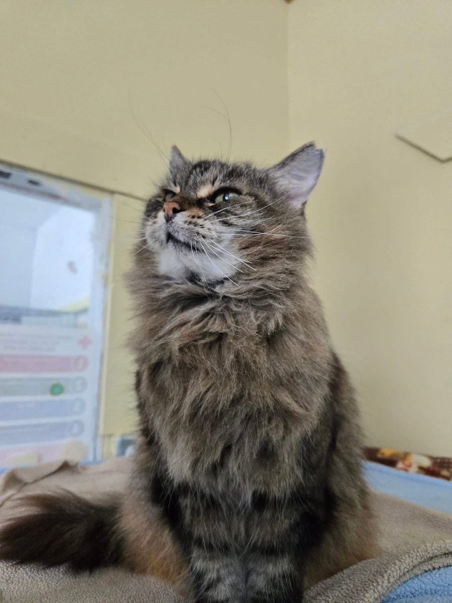 Montreal Animal Rescue Network- no kill 🐈 shelter tweet media