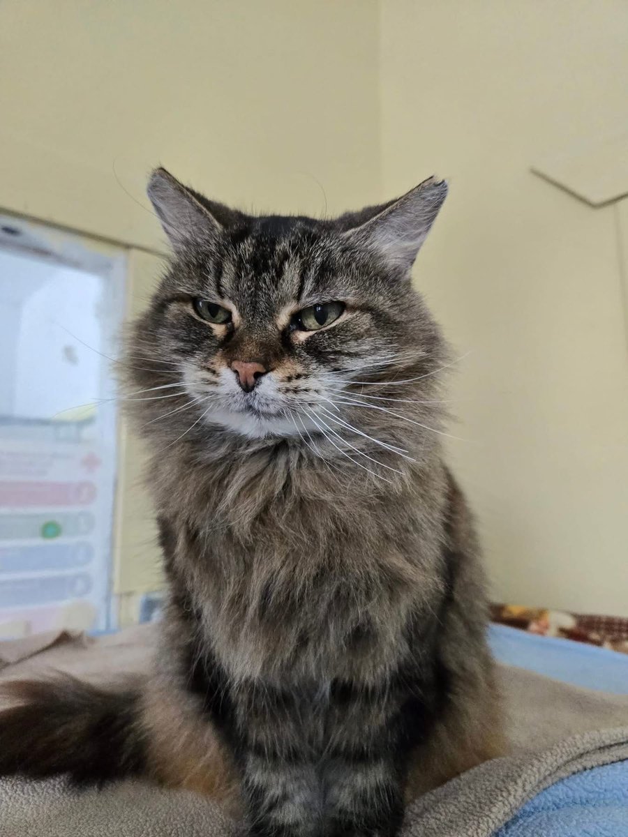 Montreal Animal Rescue Network- no kill 🐈 shelter tweet media