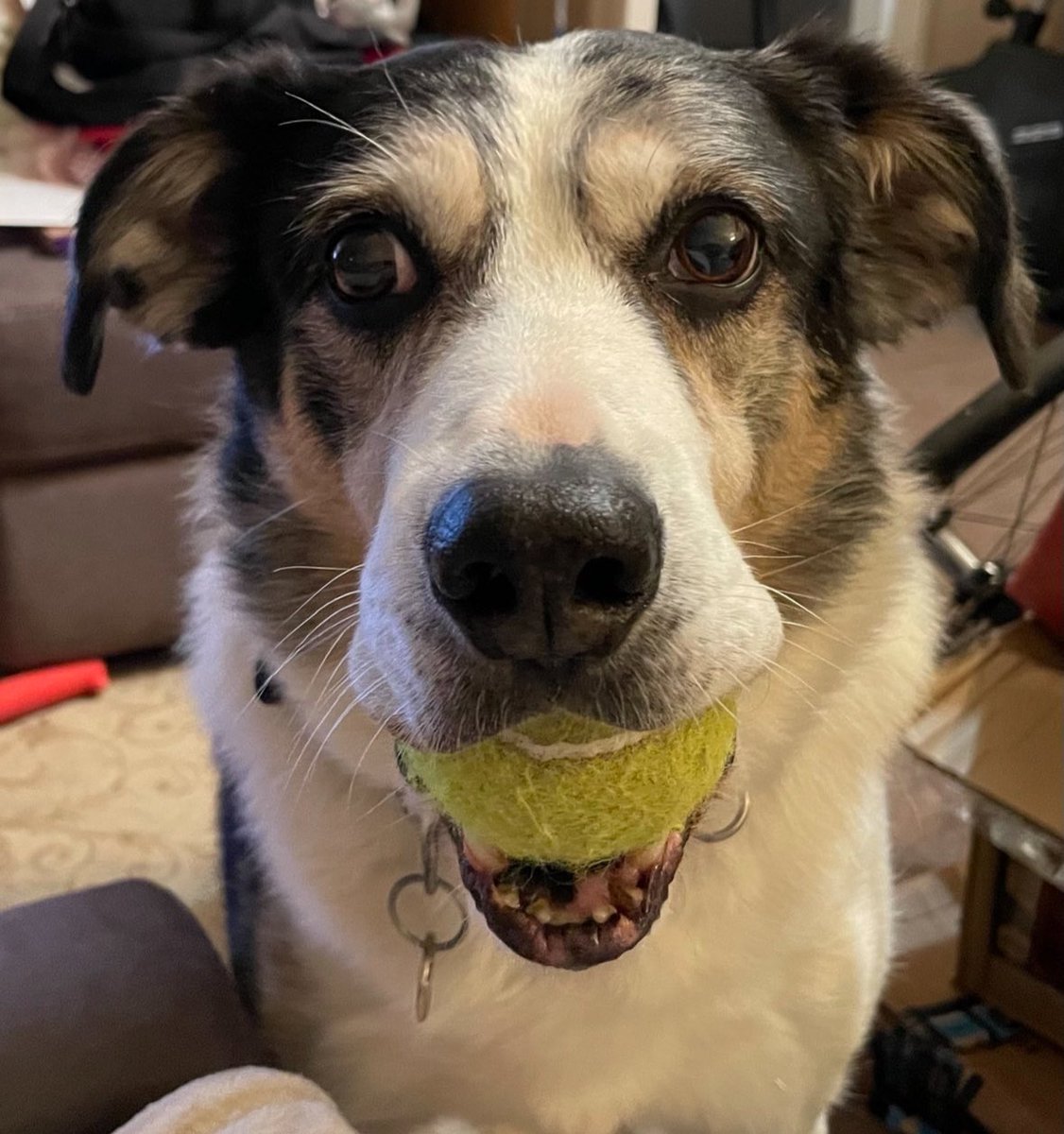 I am raising money for <a href="/Battersea_/">Battersea</a> in memory of my father ( pictured- also my dog who died two years ago). In August I will be swimming from Alcatraz to San Francisco for Battersea. Support me at justgiving.com/page/glyn-mars…