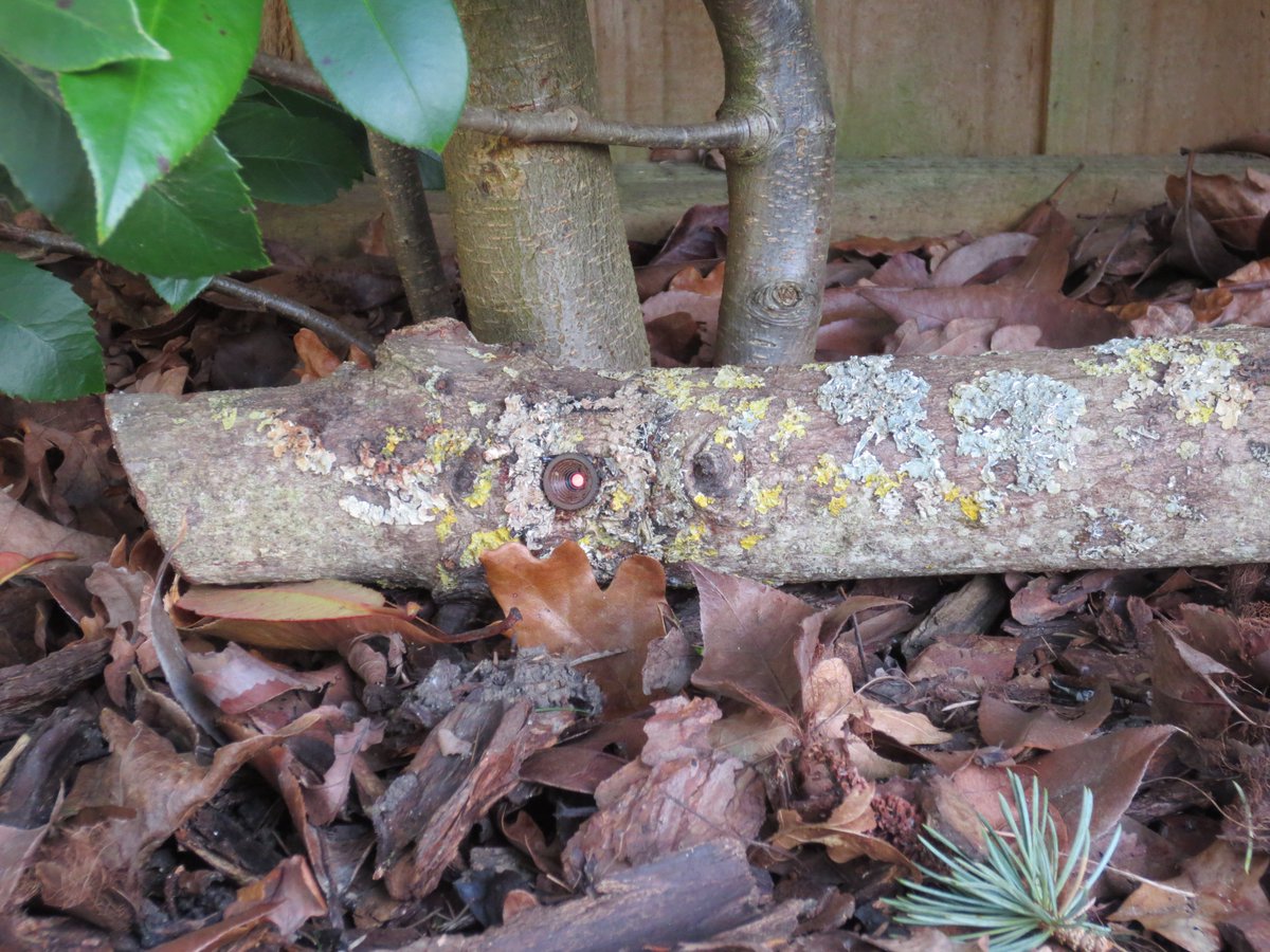 Covert outdoor camera system - BranchCam! #pakatak #flytippingcamera #outdoorcamera #covertsurveillance