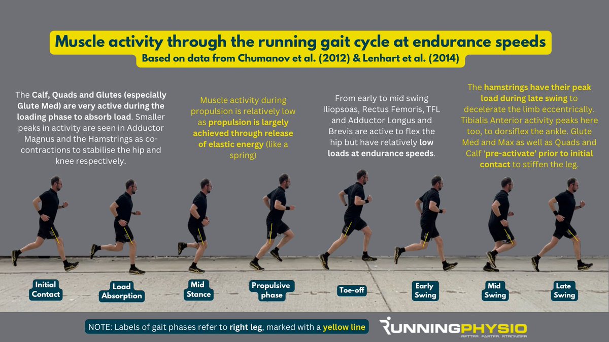 INFOGRAPHIC: Muscle activity during running 🏃‍♀️

Peak loads on the calf, hamstrings and hip flexors will increase significantly with faster running and sprinting.