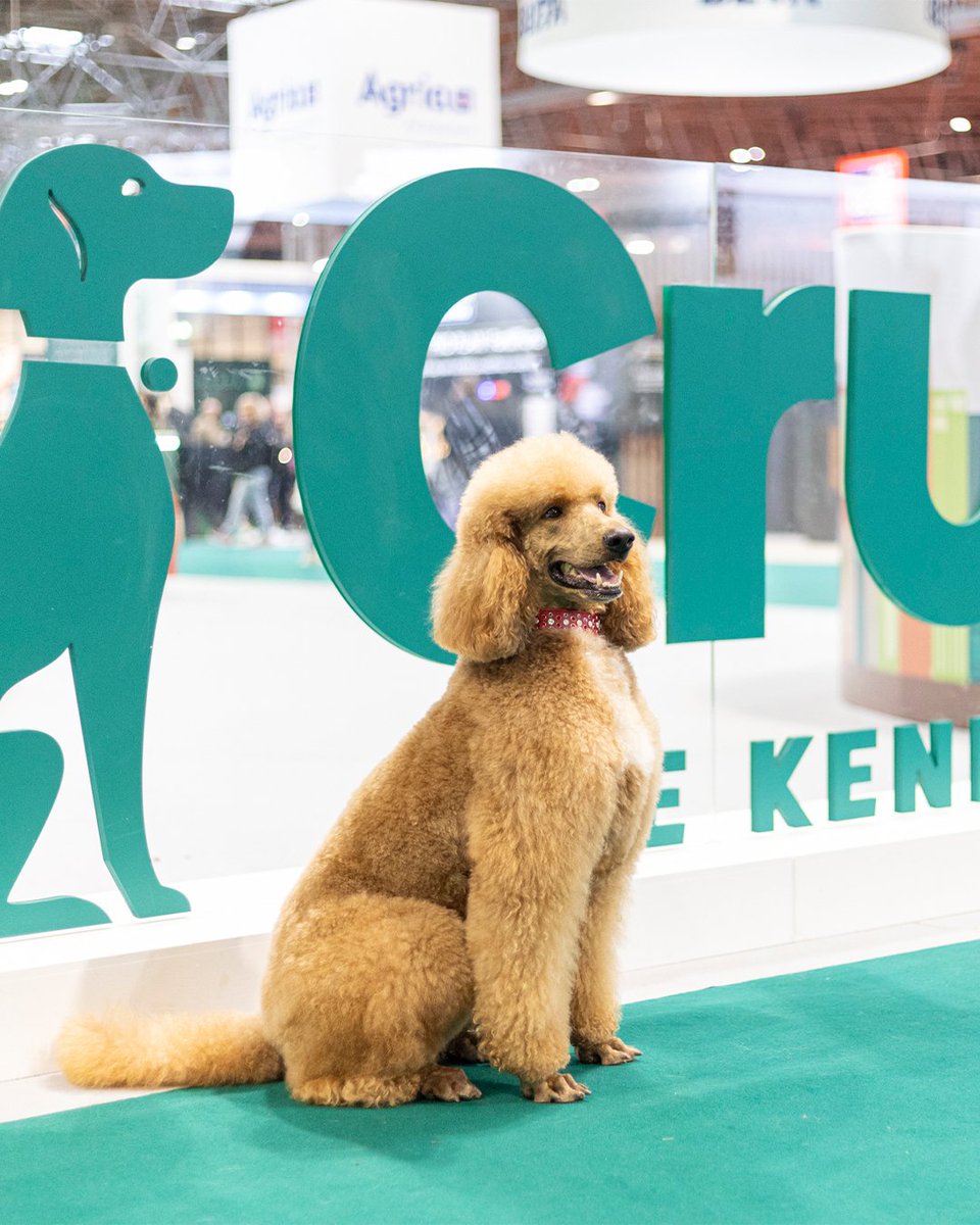 Crufts tweet media