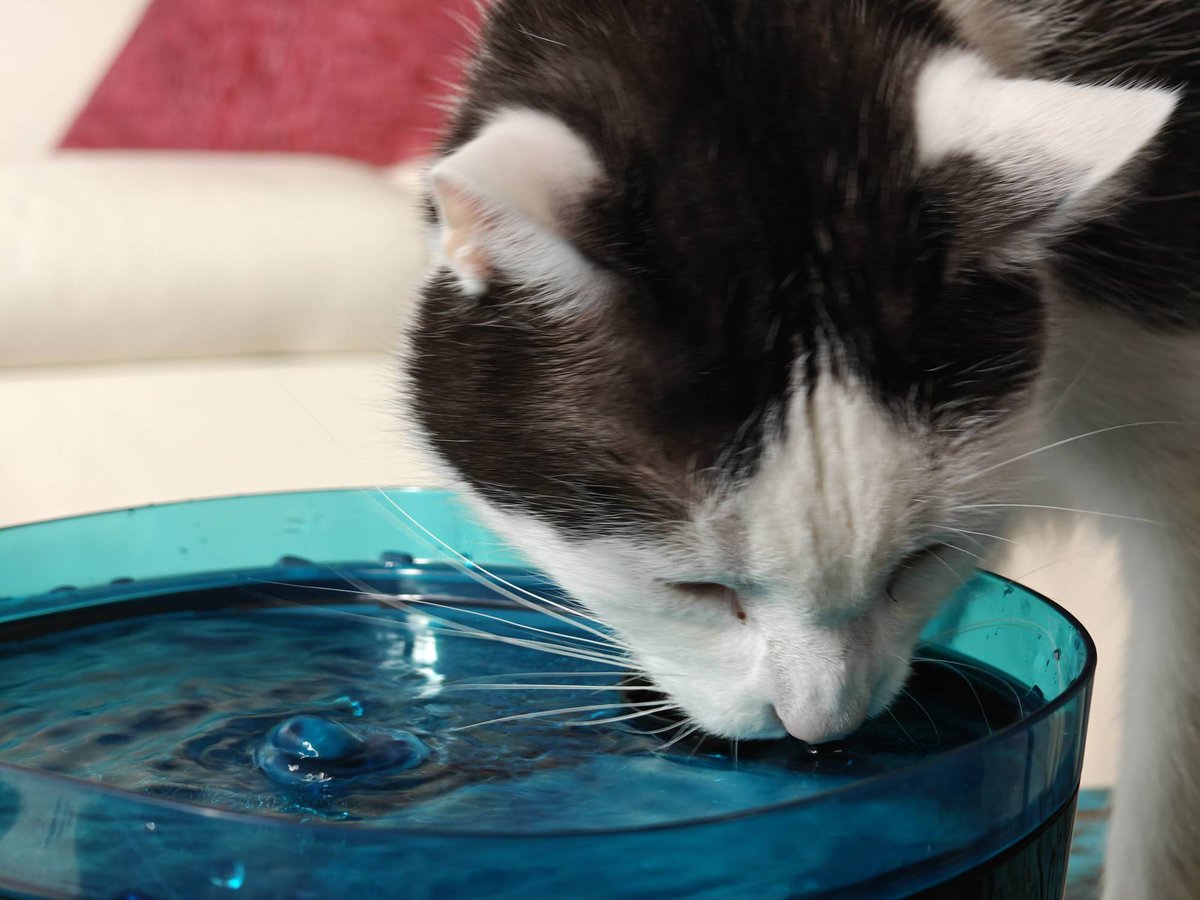 TECHNOSenior1's tweet image. Poznaj zalety i wady #Cecotec #Pumba2200Refresh, jego funkcje, filtry i łatwość czyszczenia. Dowiedz się, czy warto zainwestować w #PoidełkoDlaKota, aby zapewnić swojemu kotu zdrowie i nawodnienie.
@CECOTECoficial 
#własnytest
#Piksel
#kot #FontannaDlaKota
techno-senior.com/2025/03/07/pik…