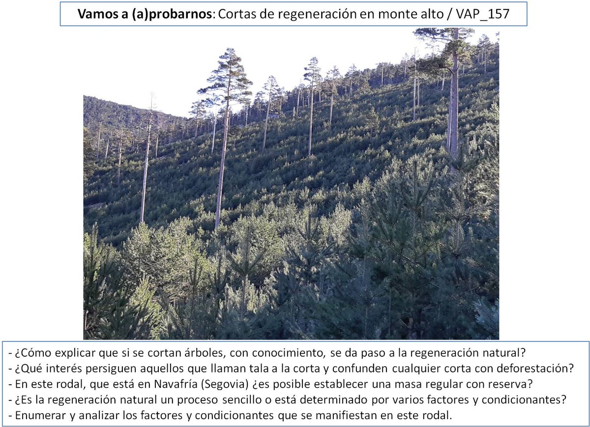 Rafael Serrada (@rafaelserrada1) on Twitter photo La magia del satélite descubre un "fenómeno extraño": larazon.es/ciencia/sateli…. La regeneración natural del monte, #elMonteEnseña, se conoce desde hace tiempo: edu.forestry.es/2019/12/el-pin…; secforestales.org/publicaciones/… y edu.forestry.es/p/cortas-de-re…. Ver enlaces para responder y hay que pisar... La magia del satélite descubre un "fenómeno extraño": larazon.es/ciencia/sateli…. La regeneración natural del monte, #elMonteEnseña, se conoce desde hace tiempo: edu.forestry.es/2019/12/el-pin…; secforestales.org/publicaciones/… y edu.forestry.es/p/cortas-de-re…. Ver enlaces para responder y hay que pisar...
