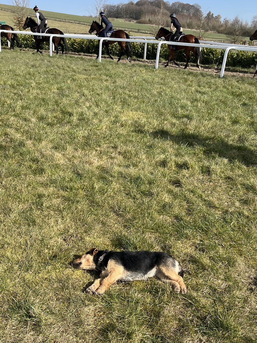 ksbequine's tweet image. Thank you @RalphBeckett for a fabulous morning. Horses looked relaxed and healthy for the season ahead. More success awaits!! #toptrainer #winners