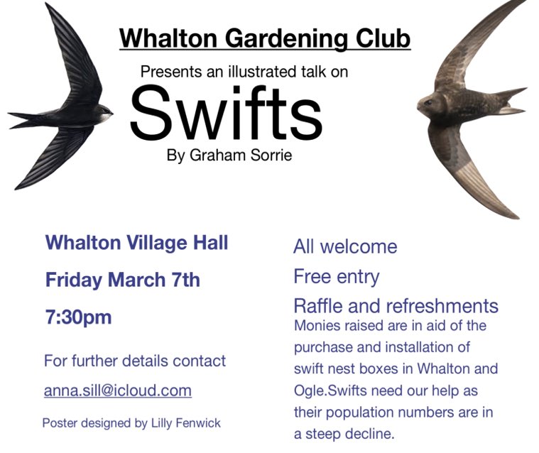 Northumberland & Tyneside Bird Club (@ntbirdclub) on Twitter photo Club member <a href="/Z4birding/">Graham Sorrie</a> will be giving a talk on βA year in the life of a Morpeth Swiftβ tonight in Whalton. Details below- all welcome. Club member <a href="/Z4birding/">Graham Sorrie</a> will be giving a talk on βA year in the life of a Morpeth Swiftβ tonight in Whalton. Details below- all welcome.