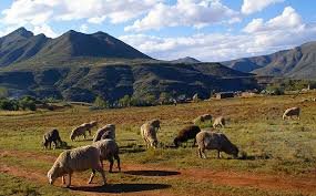 Looking after sheep in the glorious Kingdom of Lesotho. #visit_Lesotho
