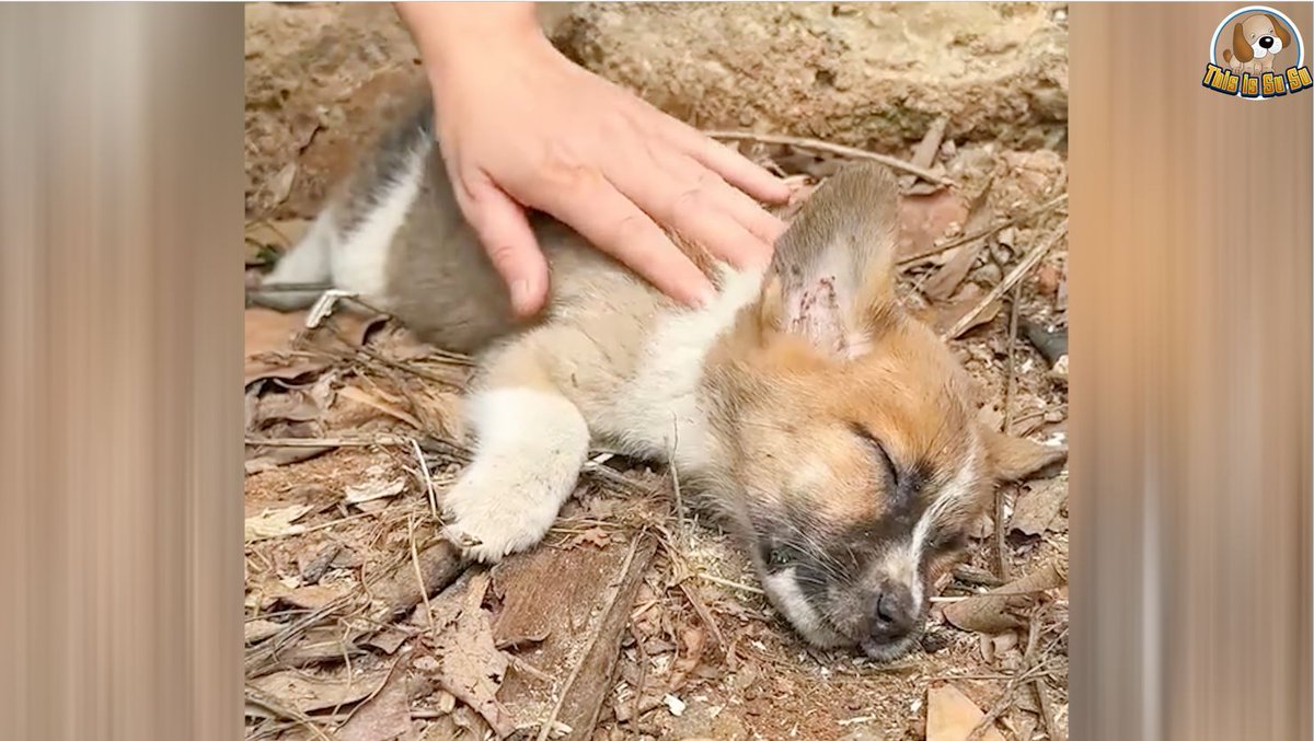 ThisIsSuSu1's tweet photo. The Roadside Rescue That Shocked the World: A Puppy's Fight for Life 👉👉 👉 https://t.co/GNw2pVMxBx https://t.co/wZEfaxsTrj