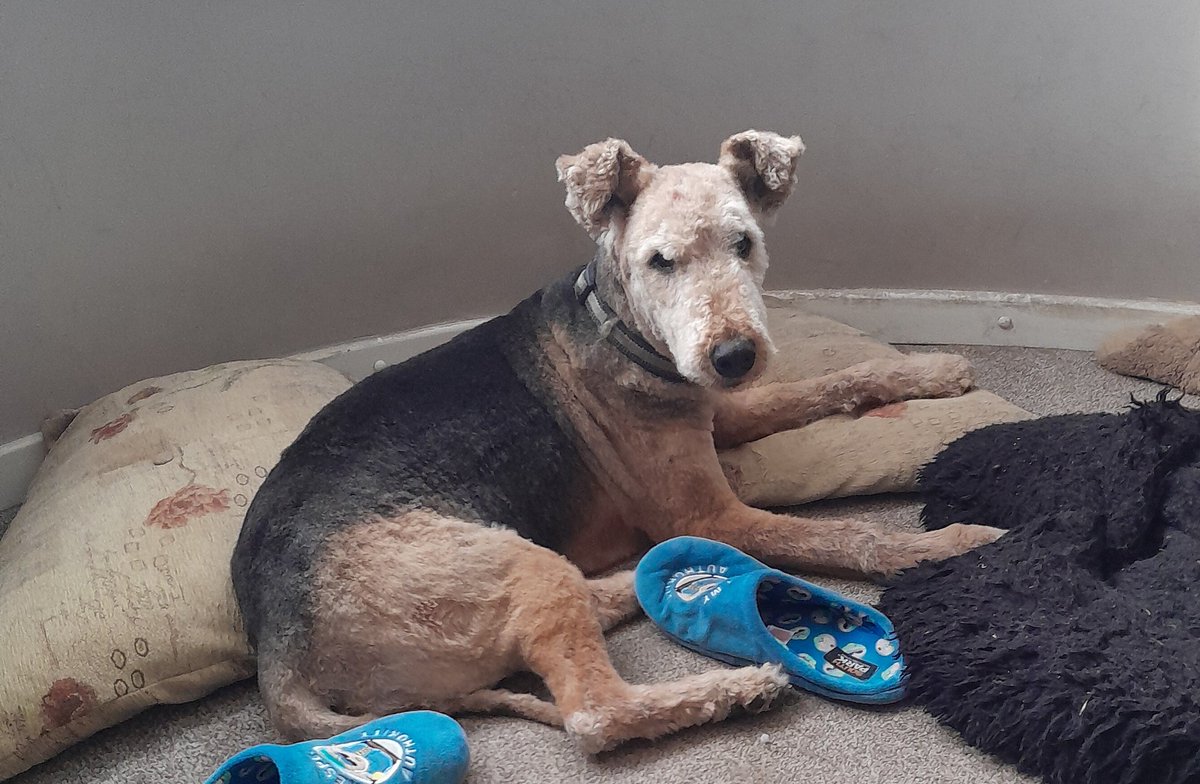 Furcut yesterday! I usually have it all shorn off now.  This minimises the time spent on the table and helps with my very fast-growing coat.