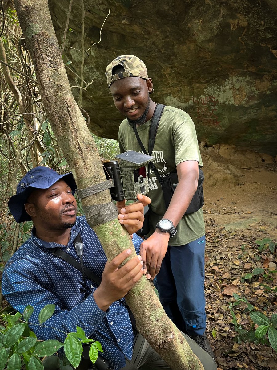ghwildlifesoc's tweet photo. #FieldUpdates: The GWS team is assessing White-necked Picathartes 🐦 nesting sites & setting up 🎥 camera traps to monitor breeding.
🌱 They’ve also trained 4 locals to support conservation efforts! Stay tuned for updates. #WildlifeMonitoring #ConservationScience https://t.co/mjabLSoYNP