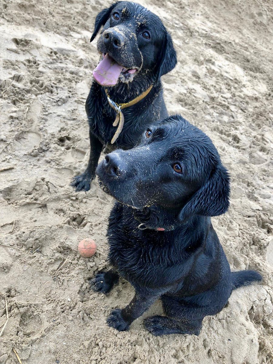 Natalie Wallis (@nataliejessic10) on Twitter photo So SO excited to share that our latest work—most of my PhD(!)—is now published in <a href="/ScienceMagazine/">Science Magazine</a> ! 🎉🐶 Our study on #Labradors reveals key #genetics behind #obesity, with insights for both dogs & humans. Huge thanks to our collaborators & the amazing dogs + owners! 🦮 So SO excited to share that our latest work—most of my PhD(!)—is now published in <a href="/ScienceMagazine/">Science Magazine</a> ! 🎉🐶 Our study on #Labradors reveals key #genetics behind #obesity, with insights for both dogs & humans. Huge thanks to our collaborators & the amazing dogs + owners! 🦮