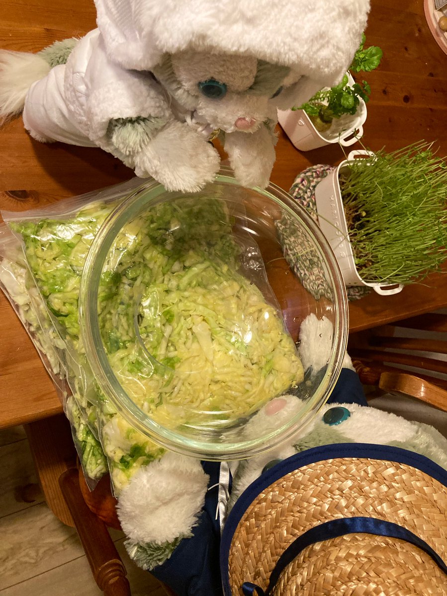 ザワークラウト(?)に初挑戦٩( ᐛ )۶
キャベツ高級だから失敗する訳にはいかん…💦
重石がボウルしかないから、真面目にMぬい達乗せようか悩んだ🤣