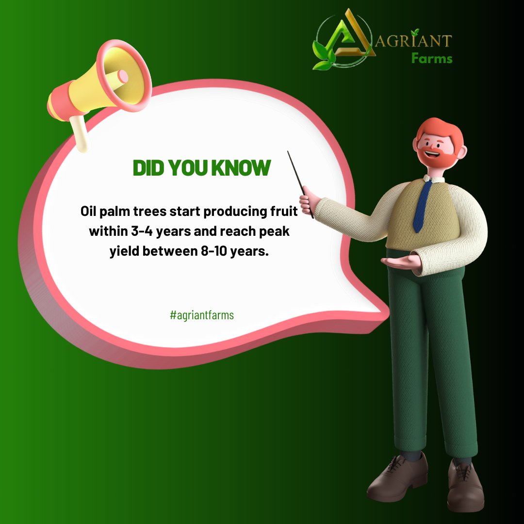 AgriantLimited's tweet photo. Oil palm trees start producing fruit within 3-4 years and reach peak yield between 8-10 years, reminding us that nature's most valuable gifts often require time, care, and patience to fully manifest their potential.

#GrowingWithPurpose #NaturesTimeline #FarmingWisdom https://t.co/VLe5muYgVM