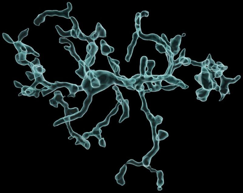#ArticuloSEBBM
🧠 Microglia mitochondrial complex I deficiency during development induces glial dysfunction and early lethality
ℹ️f.mtr.cool/izmeqhlnwf