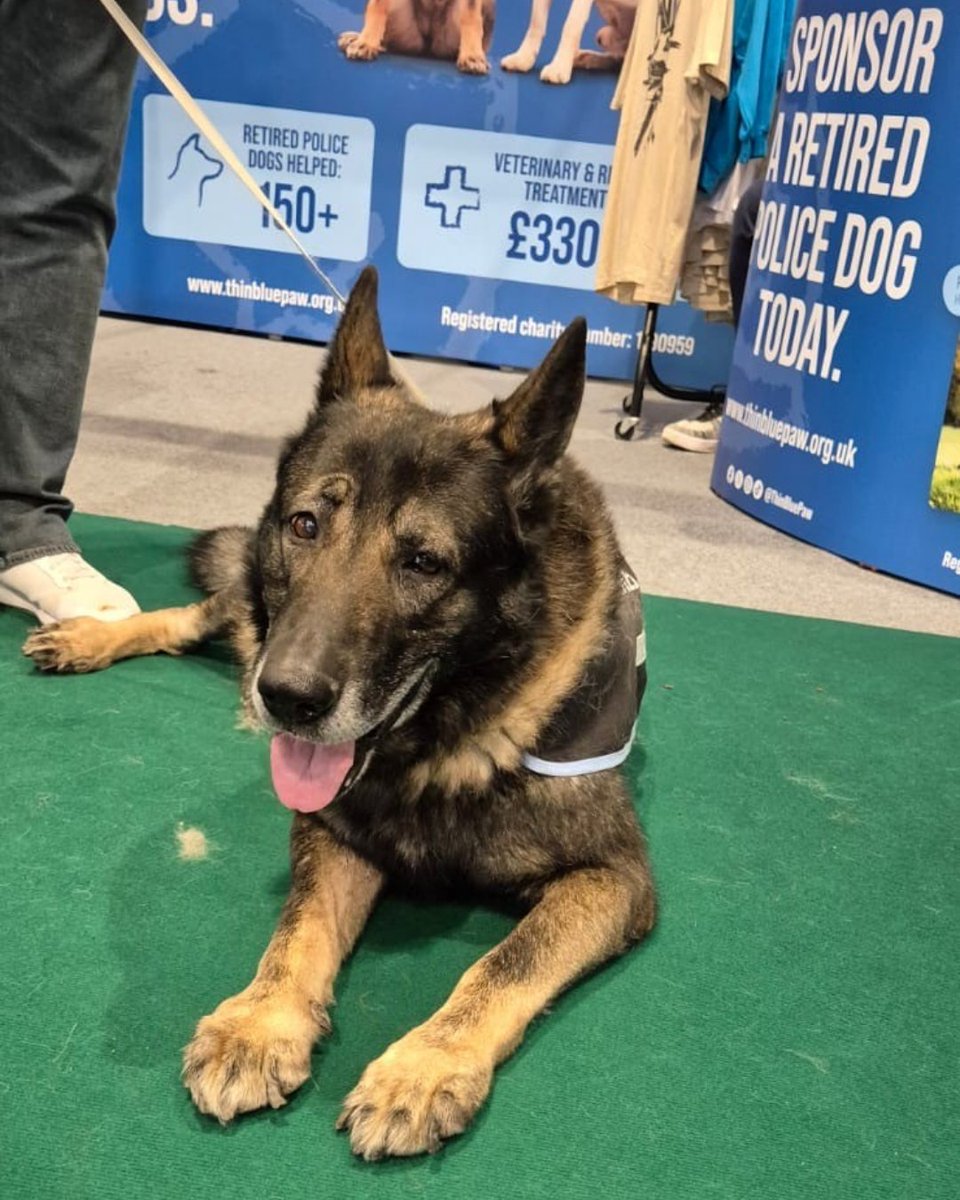 Animal Friends (@afpetinsurance) on Twitter photo After a brilliant day yesterday meeting so many passionate dog owners, we're excited to be back at <a href="/Crufts/">Crufts</a> today, helping our friends on the <a href="/ThinBluePaw/">Thin Blue Paw Foundation</a> stand. We are proud to support their mission to help retired police dogs across the UK. 🐶💙 #Crufts2025 #Crufts #ThinBluePaw After a brilliant day yesterday meeting so many passionate dog owners, we're excited to be back at <a href="/Crufts/">Crufts</a> today, helping our friends on the <a href="/ThinBluePaw/">Thin Blue Paw Foundation</a> stand. We are proud to support their mission to help retired police dogs across the UK. 🐶💙 #Crufts2025 #Crufts #ThinBluePaw