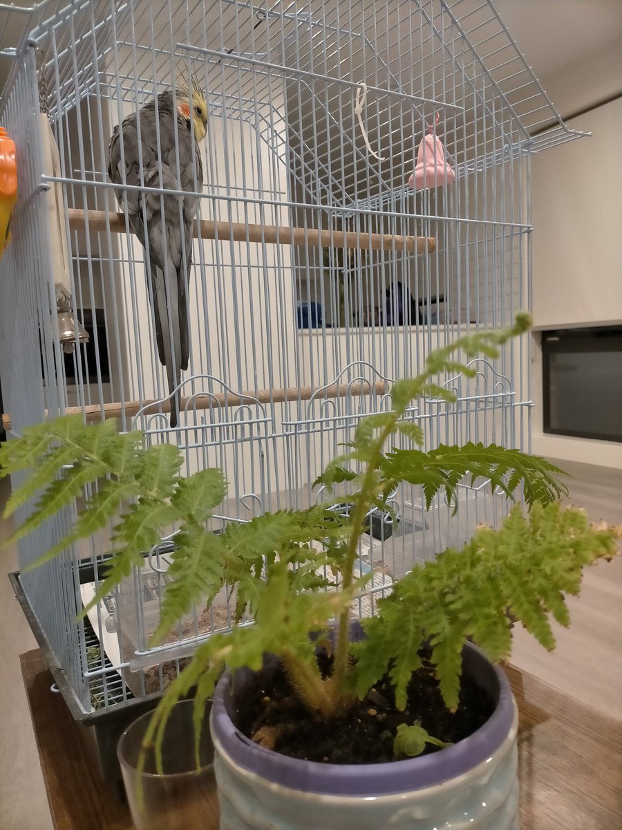 Admiring a tenacious Australian Tree Fern #fernfriday <a href="/tinykarin/">Karin B</a> <a href="/RedFiddler/">Dr Penelope</a>