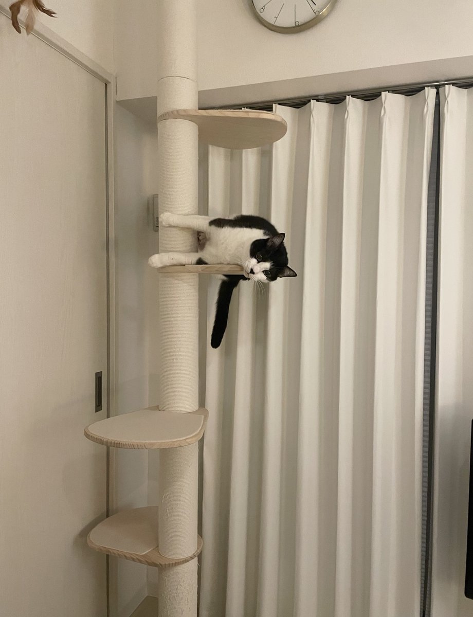 うちの座標バグ猫も見てください