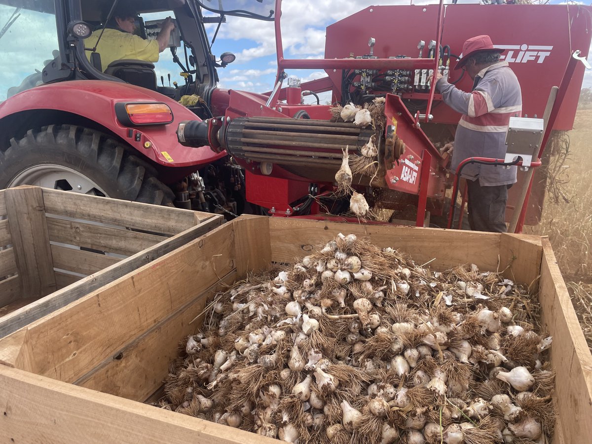 CM-100▪️CM-1000▪️Combi-1010
Discover the variety of our tractor mounted ASA-LIFT toplifter!🥕

Our machines are versatile helpers - perfect for all kinds of fruit and vegetables. Whether in the field with beetroot, swedes or garlic through to carrots - we have the right tool.☺️