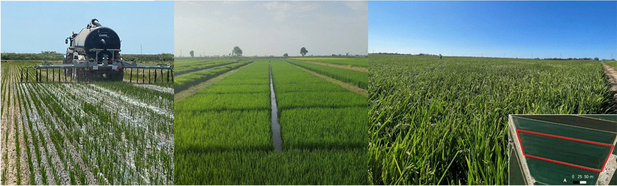 ASD_INRAE's tweet image. Marti-Jerez, K., Català-Forner, M., Tomàs, N. et al. Mid-season variable-rate algorithm for organic and mineral rice fertilization. Agron. Sustain. Dev. 45, 13 (2025).
doi.org/10.1007/s13593…