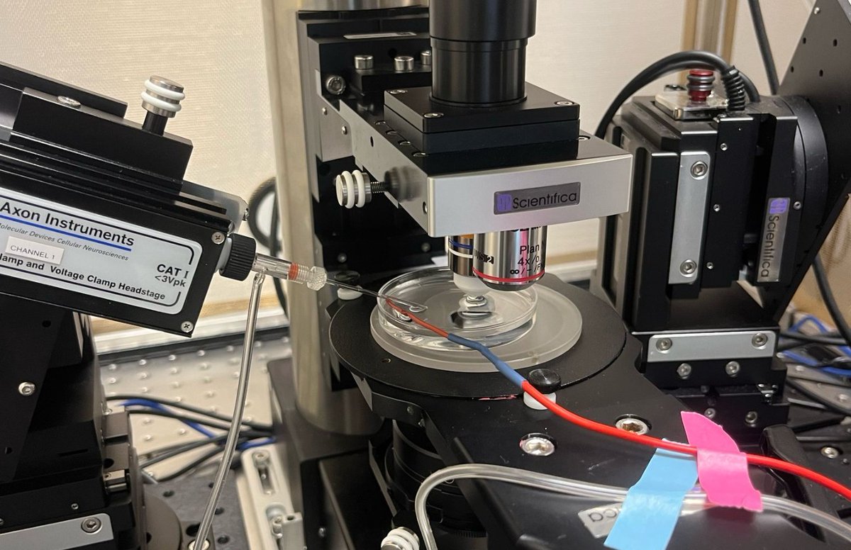 Say hi to Nico! He successfully completed his bachelor’s thesis, working with Meha Jadhav to standardize patch-clamping in the lab. He investigated spontaneous activity patterns in larval zebrafish Purkinje cells, which inspired him to continue his career in #Neuroscience.
