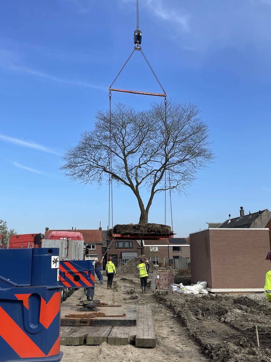 Op de plek van de oude Lindenhoeve in Oud-Beijerland komen 50 tijdelijke woningen. De grote Judasboom die hier in de tuin stond is gisteren tijdelijk verplaatst. Als de woningen klaar zijn, krijgt de boom een centrale plek in de nieuwe Lindenhof.