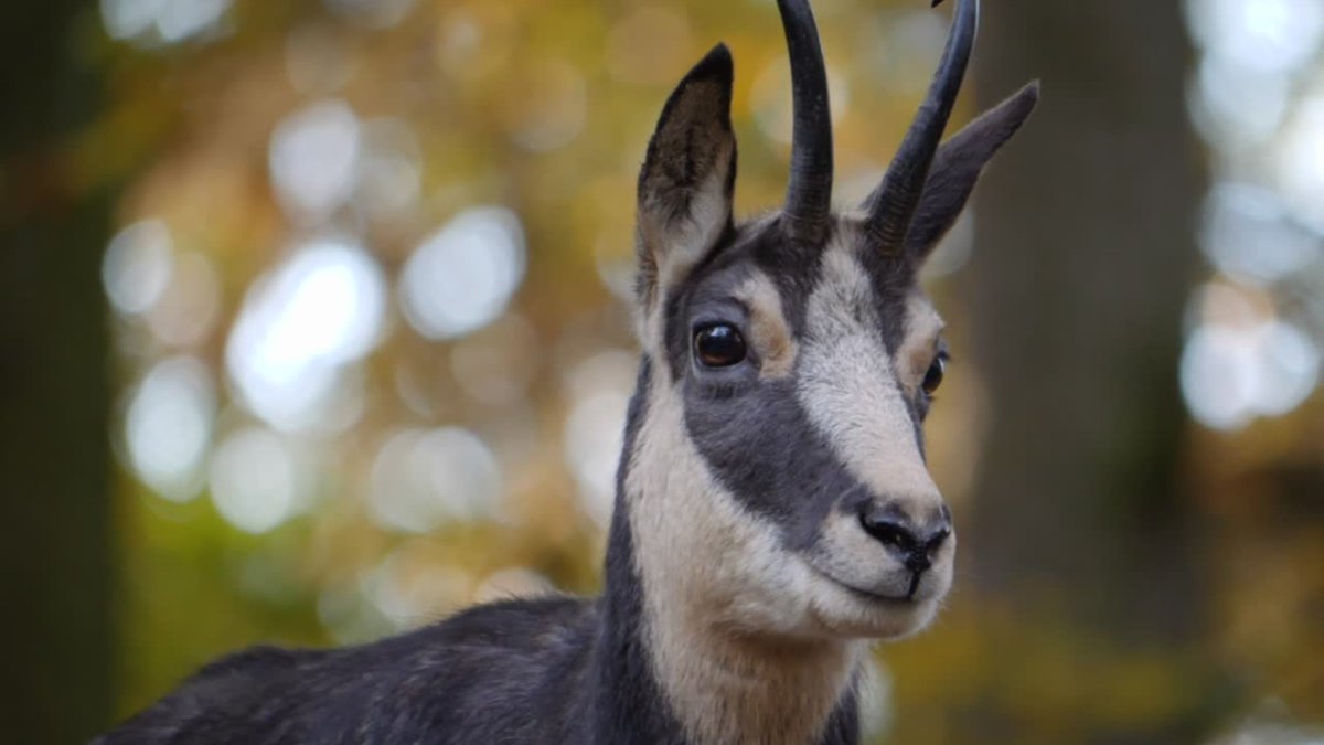 European Reference Genome Atlas (@erga_biodiv) on Twitter photo 🐐🏔️ How will the Alpine #chamois reference #genome enhance #conservation efforts?
<a href="/BuzanElena/">elenabuzan</a> & Boštjan Pokorny discuss the power of #genomics in species management and the importance of collaboration beyond academia ➡️ erga-biodiversity.eu/post/the-alpin…
<a href="/BioGenEurope/">Biodiversity Genomics Europe (BGE)</a> #interview 🐐🏔️ How will the Alpine #chamois reference #genome enhance #conservation efforts?
<a href="/BuzanElena/">elenabuzan</a> & Boštjan Pokorny discuss the power of #genomics in species management and the importance of collaboration beyond academia ➡️ erga-biodiversity.eu/post/the-alpin…
<a href="/BioGenEurope/">Biodiversity Genomics Europe (BGE)</a> #interview