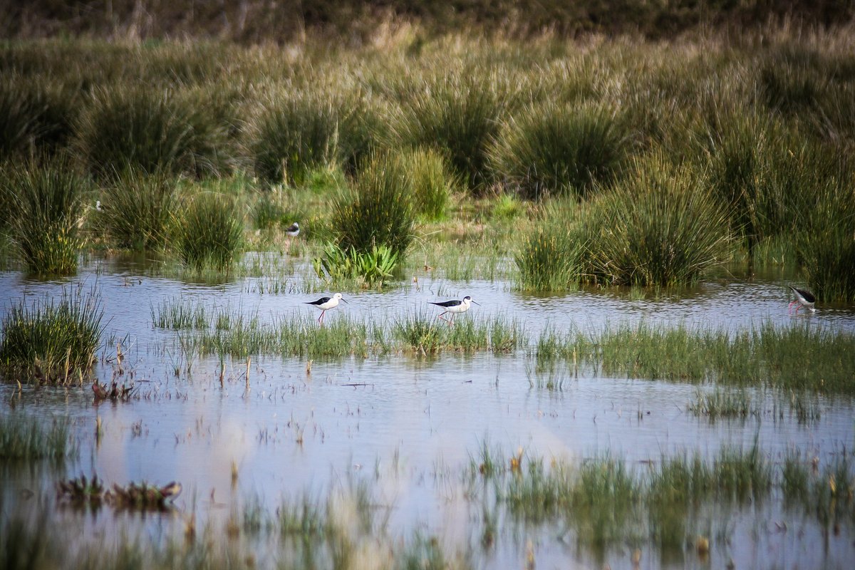Jonqueres, estanys plens de vida, prats humits pasturats per cavalls...  Descobreix els Espais Naturals del Riu a la visita guiada d'aquest diumenge! 👇 
⁠
📅 09/03/2025 a les 11 h
✅ Activitat gratuïta amb places limitades

ℹ️ Tota la informació a elprat.cat/la-ciutat/guia…