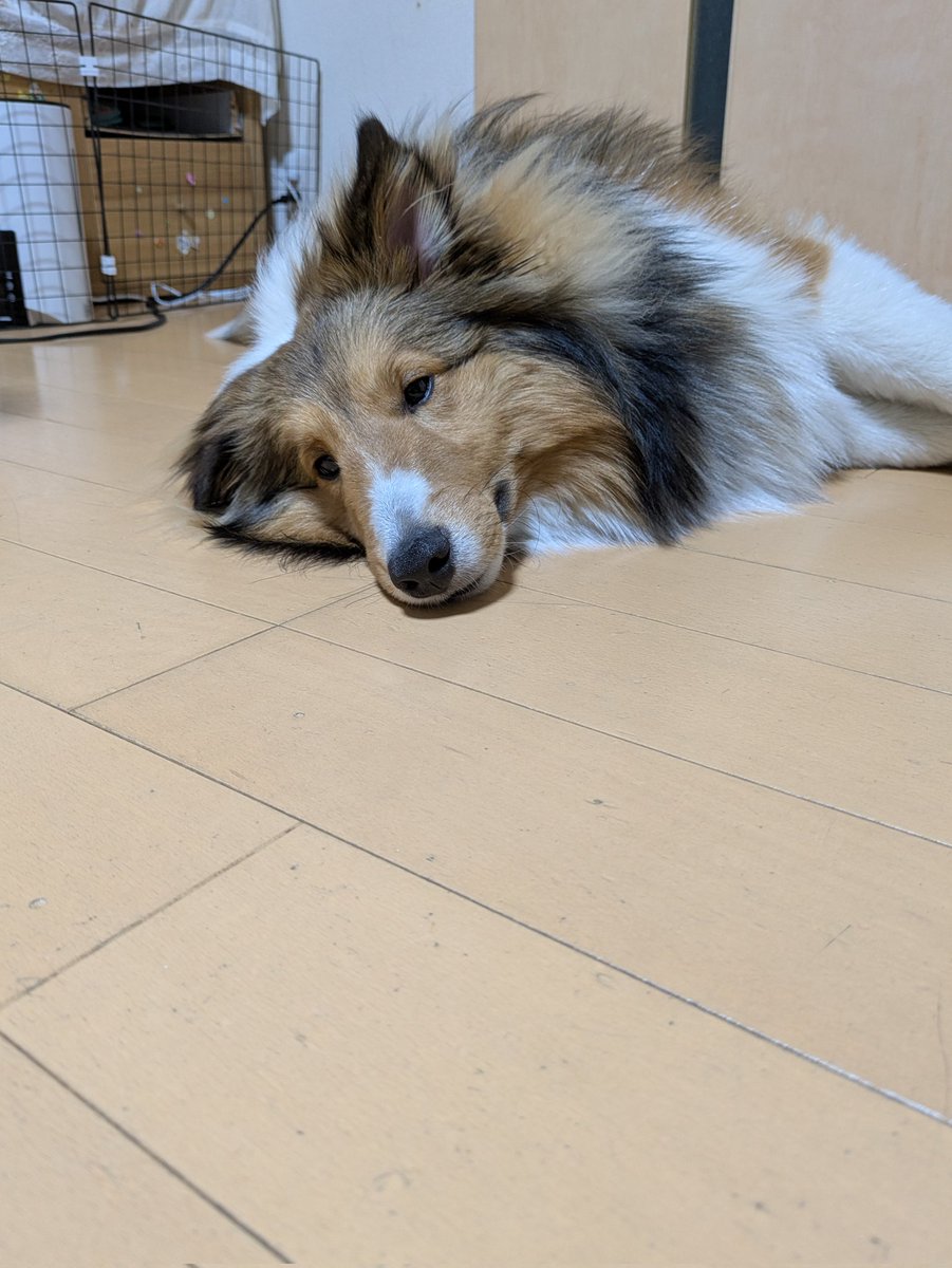 可愛すぎて悶絶😍😍（笑）
何しても逃げないうちの子、お利口すぎる😚
犬バカだな🤣