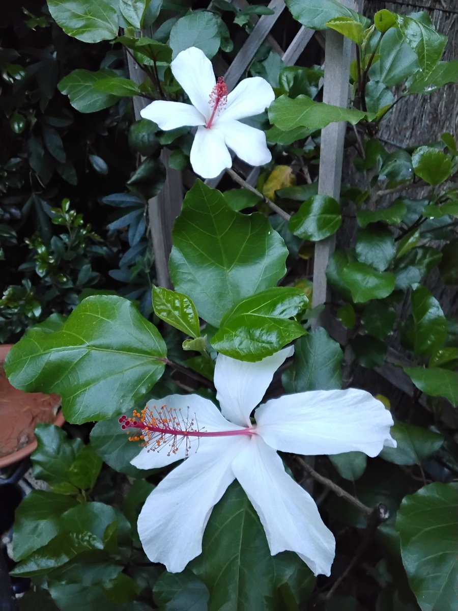 Meldawson6's tweet photo. @CzarinaRMusic White hibiscus...honestly, it can't get any better...#LoveYourGarden #Nature #Plants 💚 https://t.co/nG6Yk9PPGr