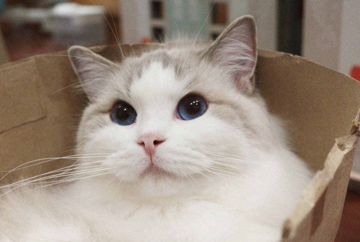 marlowfellow's tweet photo. Claimed this spot as my own. No negotiations 🏖️
#marlyn🦋
.

#ねこ #고양이그램 #고양이 #집사 
#고양이스타그램 #cat #catlover #ragdoll #ragdollthailand #ragdollcat #ragdolllovers #ragdollofinstagram #ragdollworld #ragdollkitten #貓 #catsofworld #catloversclub #แมวแร็กดอลล์ https://t.co/A9GfmXflw6