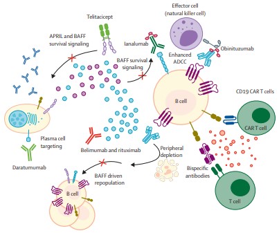 The Lancet Rheumatology (@thelancetrheum) on Twitter photo NEW REVIEW—<a href="/LucyCarter6/">Lucy Marie Carter</a>, <a href="/MikeEhrenstein/">Michael Ehrenstein</a> & <a href="/edvital/">Ed Vital</a> discuss the evolution and trajectory of B-cell targeted therapies in rheumatic diseases bit.ly/4hfPCP8 NEW REVIEW—<a href="/LucyCarter6/">Lucy Marie Carter</a>, <a href="/MikeEhrenstein/">Michael Ehrenstein</a> & <a href="/edvital/">Ed Vital</a> discuss the evolution and trajectory of B-cell targeted therapies in rheumatic diseases bit.ly/4hfPCP8