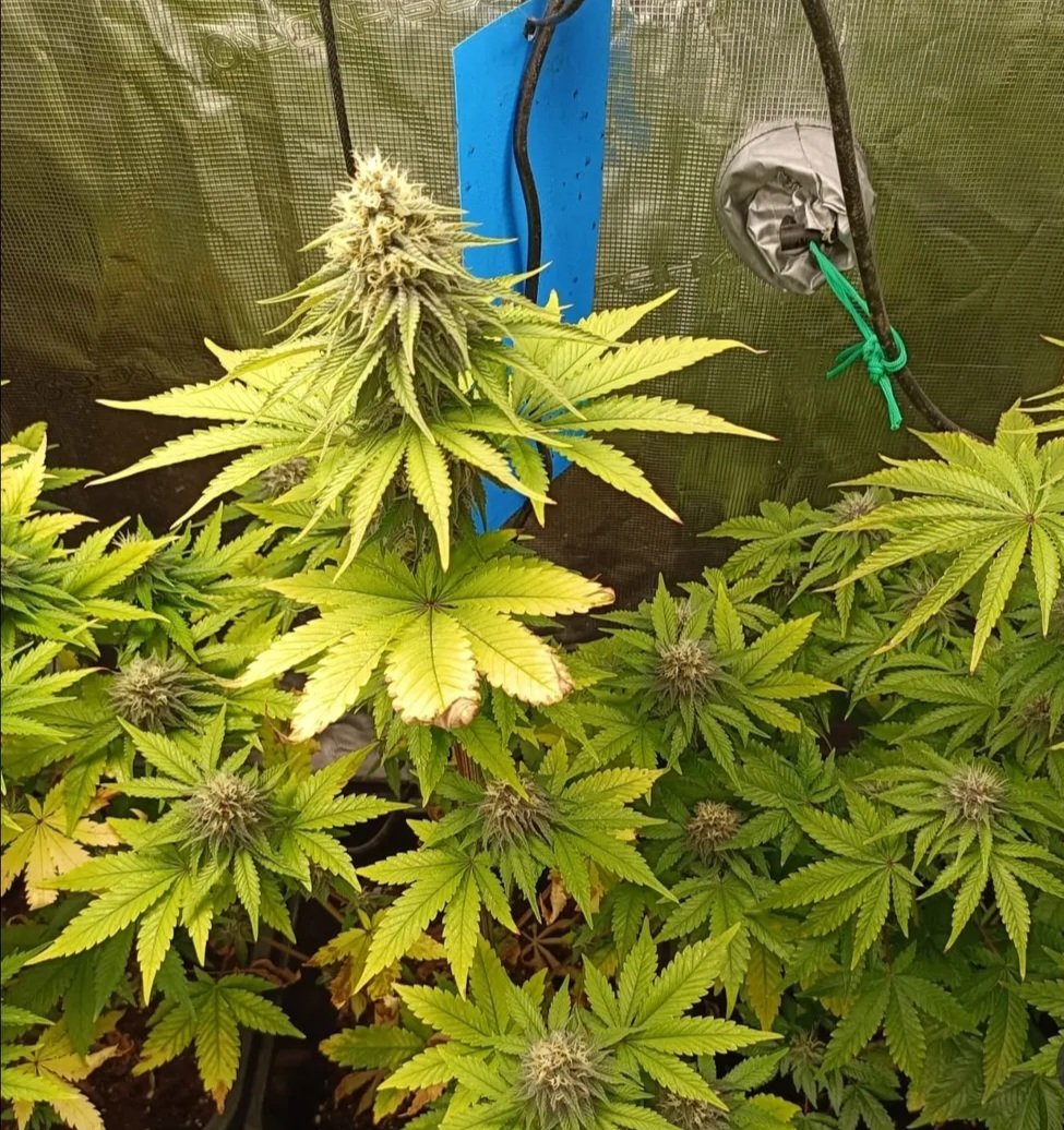 KannabiaSeeds's tweet photo. 🌈 RS11 by #KannabiaSeeds 🌱 @IntKannabia @Kannabia_US @Kannabia_Samen
📷 Credits: (IG) @la_milla_420 ¡Gracias! 🫶💯🧡💚
ℹ️ #RS11 #cannabisseeds ➡️ https://t.co/ztCda5IZBi
Fem ♀️
Pink Guava x Sunset Sherbert.
Indica dominant hybrid
😍 -35% de #descuento #HighLevels #Promo 🎉