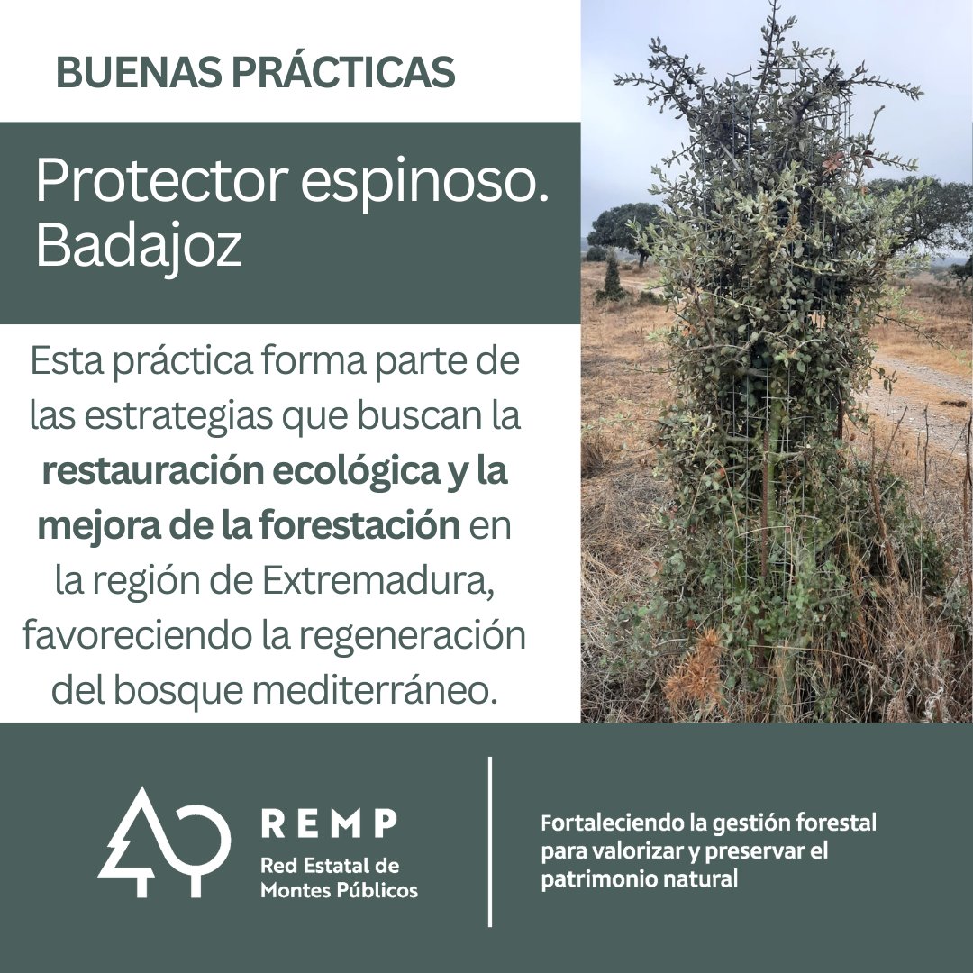 REMP_es's tweet photo. Retomamos las #BPREMP. 

Nos trasladamos a #Badajoz para contar los beneficios de las #jaulas de protector cactus en #repoblaciones para mejorar la #supervivencia y #desarrollo de las #plantas jóvenes en áreas de #reforestación.

@FBiodiversidad #ProyectosPRTR #PlanDeRecuperación https://t.co/BNmf91Uxig