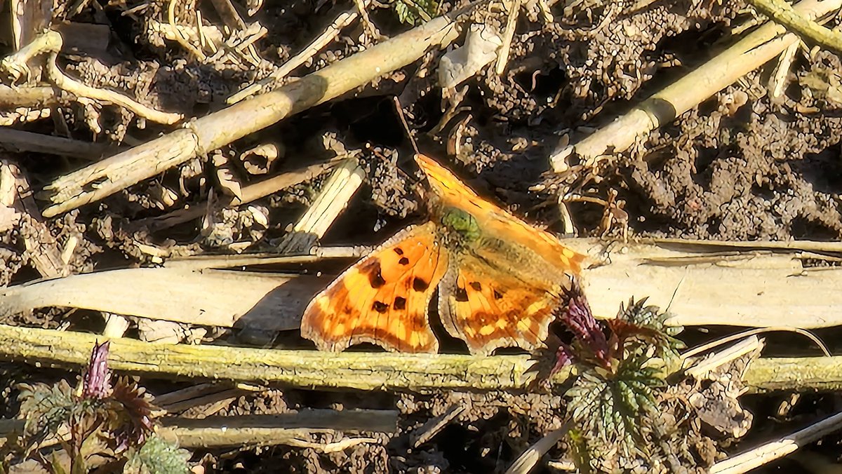 Mijn eerste vlinder dit seizoen #vlinder #natuur