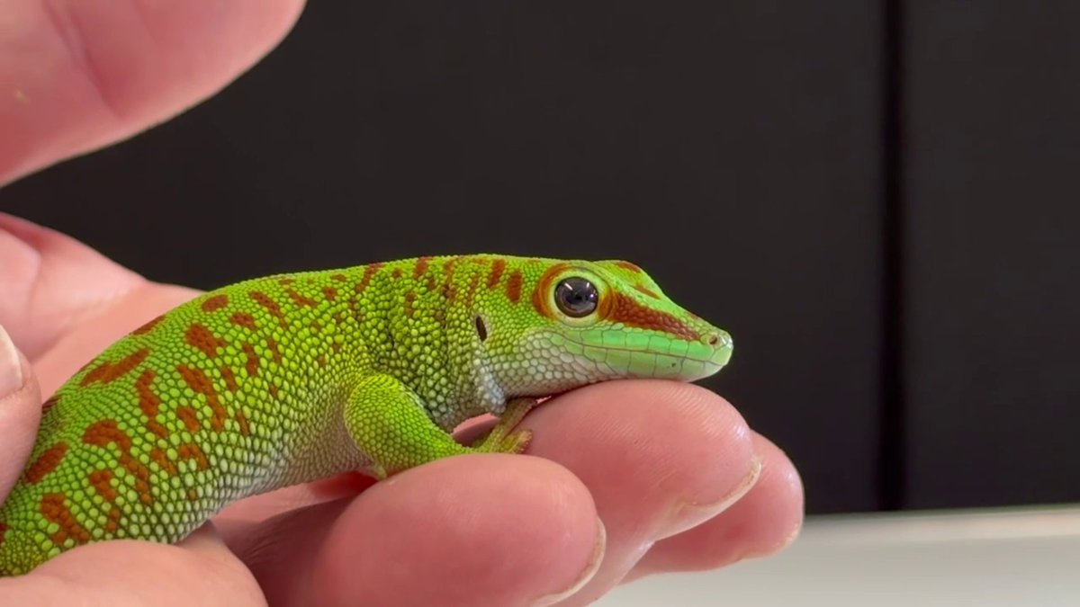 DevelopExperts's tweet image. All three LIVE Lessons for @ScienceWeekUK will be available through our platform or YouTube!
Missed it live? Watch it again and learn alongside with the handouts.
They're all available via this link: linktr.ee/developingexpe…
#bsw25 #STEMInspiration #ScienceForAll