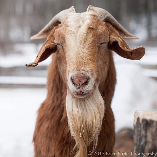 harryasgoats (@hsgoatsdaily) on Twitter photo 