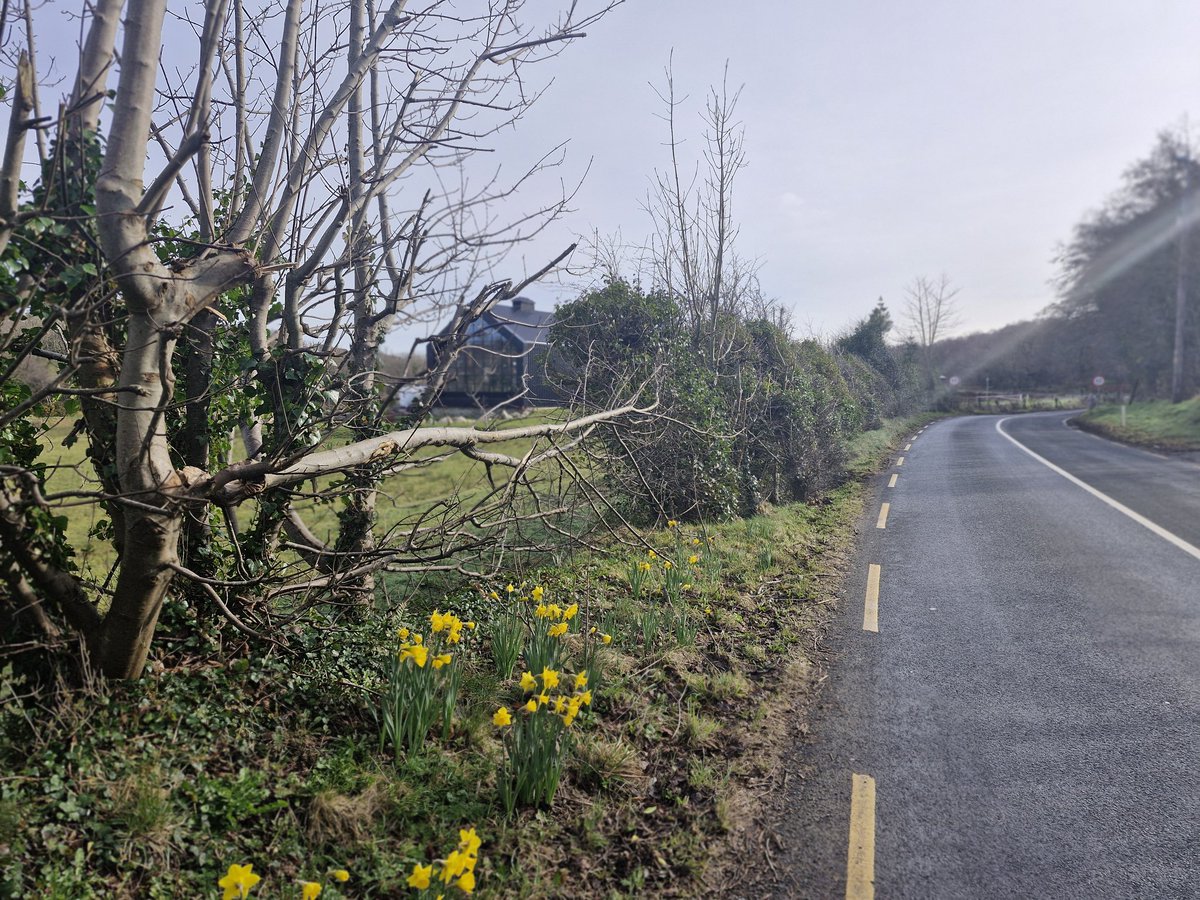 Harry Walsh (@harrywalsh65) on Twitter photo Another beautiful morning in Ardara <a href="/ArdaraDistilled/">ArdaraDistillery</a> #daffodil #spring Another beautiful morning in Ardara <a href="/ArdaraDistilled/">ArdaraDistillery</a> #daffodil #spring