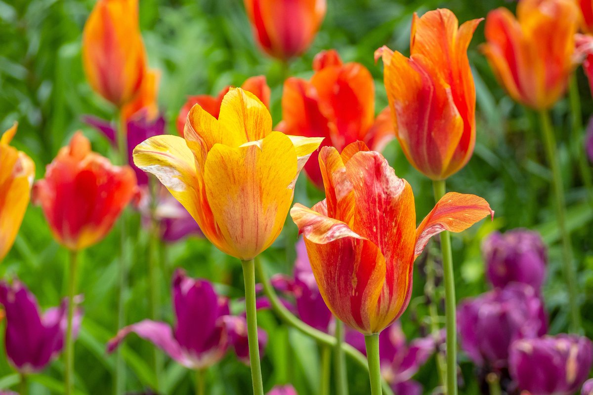 It's officially Spring!💐 and the perfect time to get cracking with your gardening to do list. <a href="/The_RHS/">The RHS</a> top gardening jobs for March include:

🌹Pruning rose bushes
 🧅Planting onions and early potatoes
 🌼Planting summer-flowering bulbs 

Read more: rhs.org.uk/advice/in-mont…