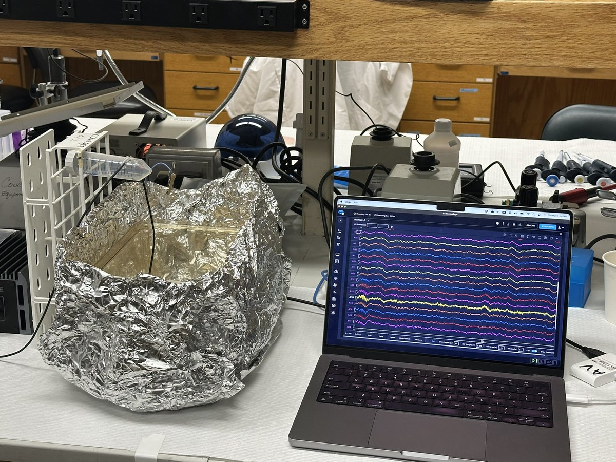 Liset M de la Prida (@lmprida) on Twitter photo Having fun at <a href="/CSHL/">Cold Spring Harbor Laboratory</a> with <a href="/MValero87/">Manuel Valero</a> and <a href="/mmf_89/">Mario Martin-Fernandez</a> training Ephys to next generations! And we even got some ripples!!! 🧠 waves Having fun at <a href="/CSHL/">Cold Spring Harbor Laboratory</a> with <a href="/MValero87/">Manuel Valero</a> and <a href="/mmf_89/">Mario Martin-Fernandez</a> training Ephys to next generations! And we even got some ripples!!! 🧠 waves