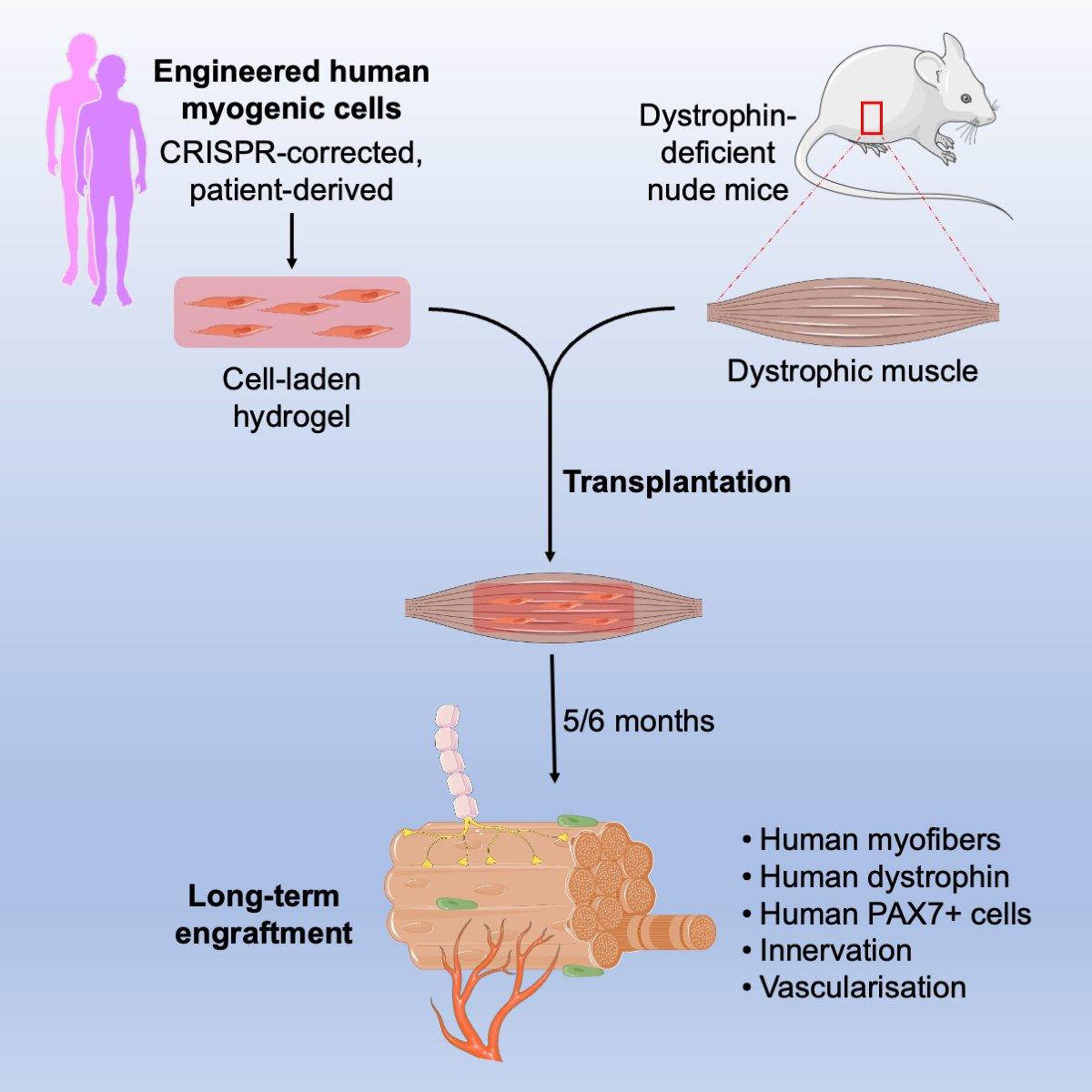 yungyaolin's tweet image. 🎉🎉🎉Our new Cell Rep Med paper shows engineered human myogenic cells in hydrogels form innervated vascularized myofibers in dystrophic mouse muscle on 6-month engraftment—w/o host muscle modulation, improving clinical relevance and animal welfare (3Rs).
shorturl.at/4jmx0