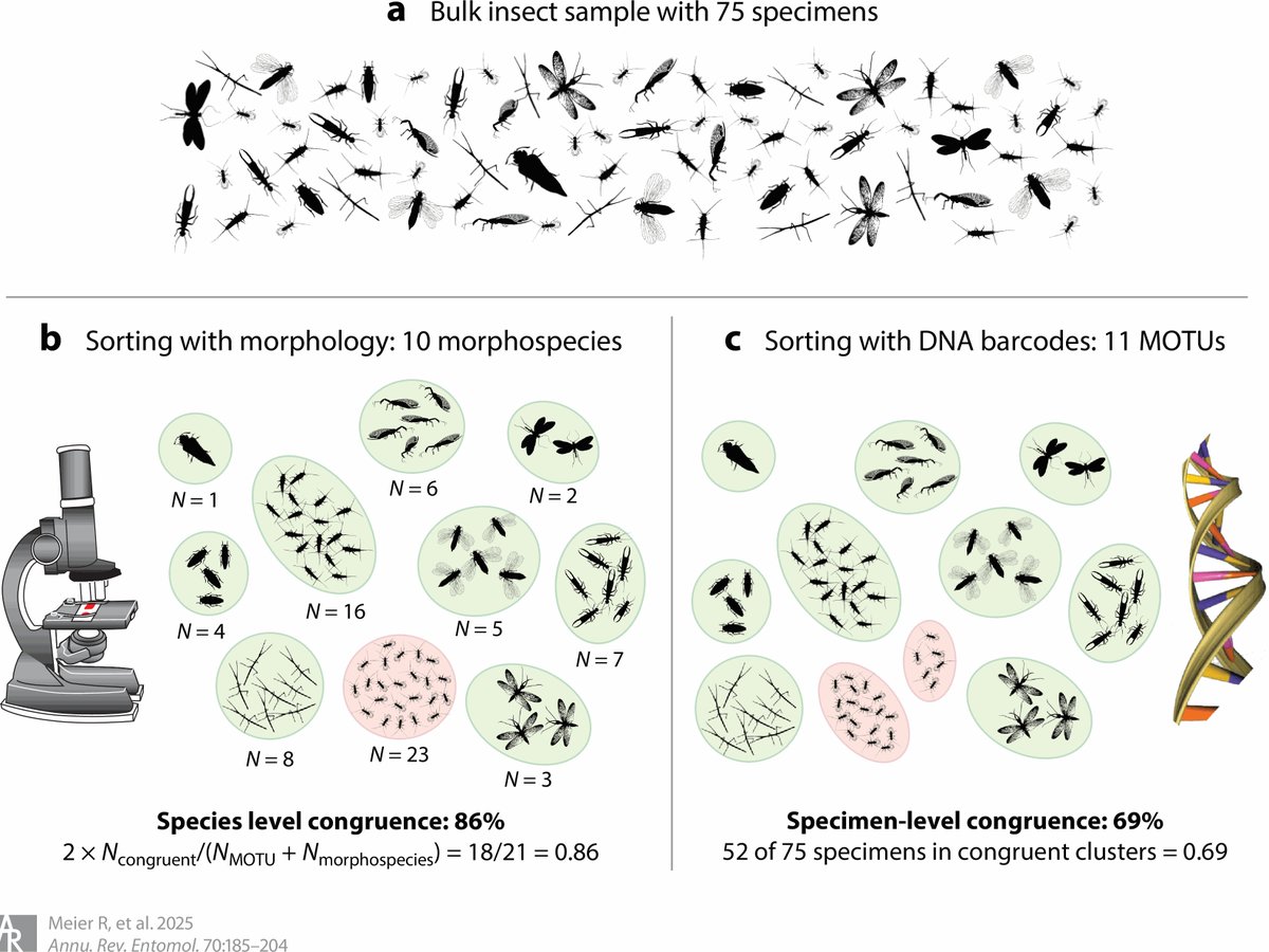 RudolfMeier15's tweet image. Species- versus specimen-level congruence between DNA barcodes and morphology. Species-level dominates papers but specimen-level matters more for sample evaluation. Read more in &quot;Illuminating Entomological Dark Matter with DNA Barcodes...&quot; in Ann Rev Ent: annualreviews.org/content/journa…