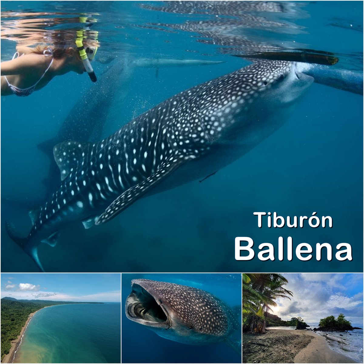 Avistamiento de Ballenas Colombia tweet media