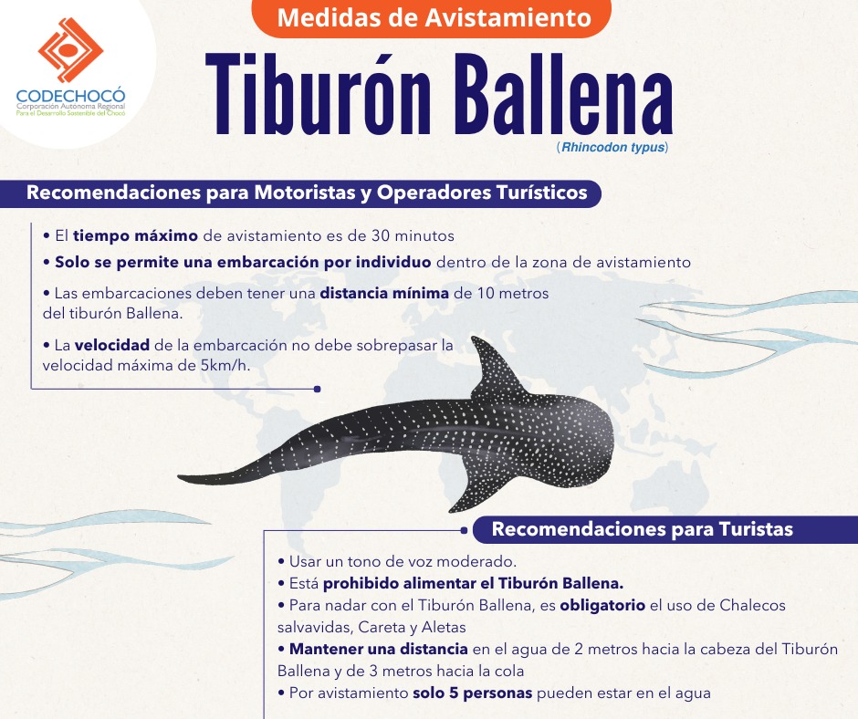 Avistamiento de Ballenas Colombia tweet media