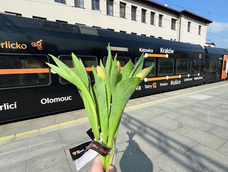 Dnes jsme s kolegy v Bohumíně a Praze rozdávali úsměvy a tulipány všem cestujícím dámám!🧡🚆 Tímto malým gestem vám chceme poděkovat za vaši přízeň a zpříjemnit vám den.🤗 Doufáme, že vám květina vykouzlila úsměv na tváři. Přejeme vám krásný zítřejší Mezinárodní den žen!💐