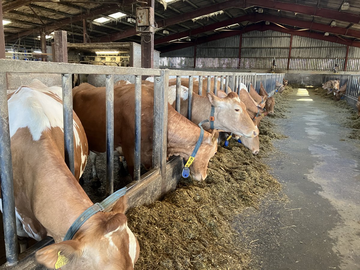 It’s Friday! We couldn’t resist sharing these gorgeous Guernseys spotted at a local farm this week. Just look at them! 😍 

Wishing you all a fantastic weekend! 

#GuernseyCows #FarmLife #FridayFeels
