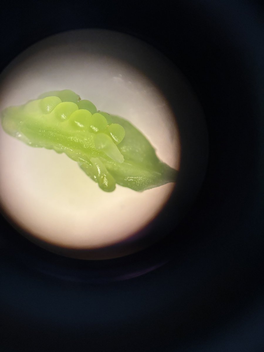 Dara Bender (@darabender) on Twitter photo Inquiry is blooming in Ms. Selva's 7th grade class! Students are diving into the structures and functions of plant parts to better understand organ systems. <a href="/ScogginsMS/">Scoggins MS</a> Inquiry is blooming in Ms. Selva's 7th grade class! Students are diving into the structures and functions of plant parts to better understand organ systems. <a href="/ScogginsMS/">Scoggins MS</a>