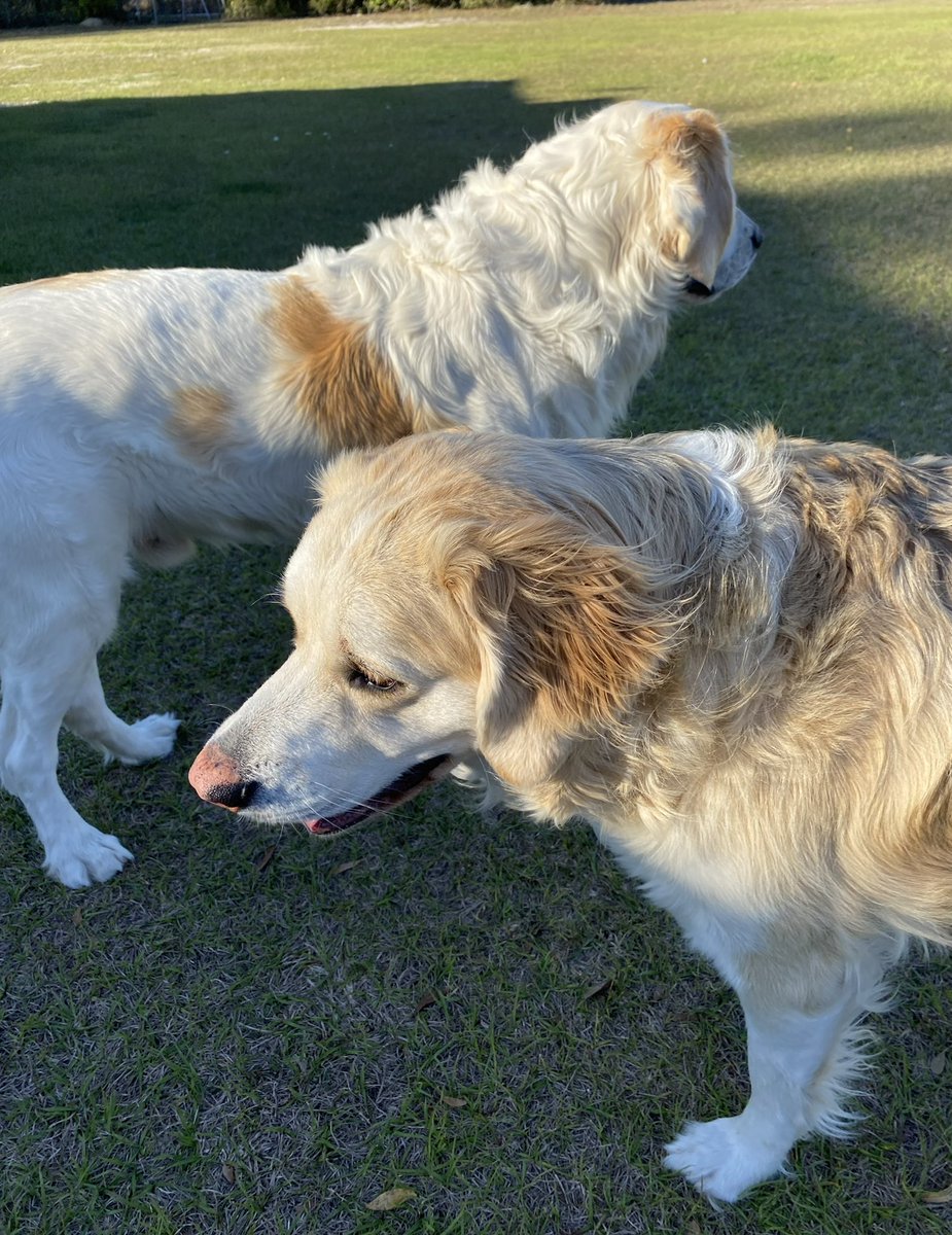 catturd2's tweet image. One dog goes one way, the other dog goes the other.