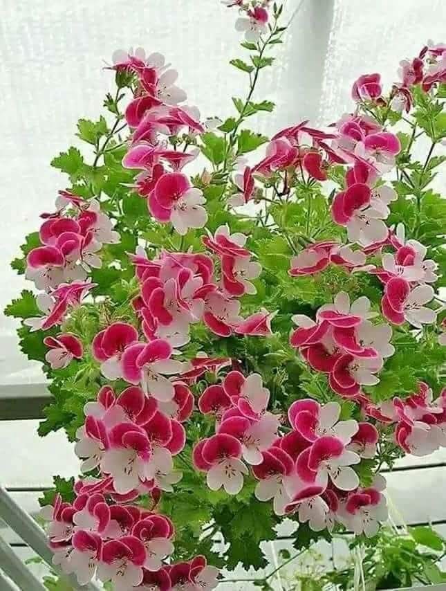 Mirza (@_x_promo) on Twitter photo Follow, Follow Back ,Repost , comment and Bookmark💐🌷♥️
🔶 پروموشن لسٹ نمبر 53
🔶 ان اکاؤنٹس کو فالوکریں.
🔶اس پوسٹ کو لائیک اور ری پوسٹ کریں.
رتويت🔁+لايك❤️+تم)
@Baigg123
<a href="/SwybaMirza/">Swyba Mirza</a>
<a href="/SwybaBaig/">SwybaBaig</a>
<a href="/Roy1980_lions/">☮️Roy Baugi☮️</a>
<a href="/mvf7186/">#TmSofia</a>
<a href="/V13lula/">Karen Lúcia♀️🚩🌵</a>
<a href="/Divine_Bliss/">𝐉𝐞𝐧𝐧𝐲 𝐉𝐚𝐢𝐧~240k~💯% FB</a>
<a href="/Spencerjames211/">Spencer James #GAINWITHPETAL #TMPETAL #Teamspirit</a> Follow, Follow Back ,Repost , comment and Bookmark💐🌷♥️
🔶 پروموشن لسٹ نمبر 53
🔶 ان اکاؤنٹس کو فالوکریں.
🔶اس پوسٹ کو لائیک اور ری پوسٹ کریں.
رتويت🔁+لايك❤️+تم)
@Baigg123
<a href="/SwybaMirza/">Swyba Mirza</a>
<a href="/SwybaBaig/">SwybaBaig</a>
<a href="/Roy1980_lions/">☮️Roy Baugi☮️</a>
<a href="/mvf7186/">#TmSofia</a>
<a href="/V13lula/">Karen Lúcia♀️🚩🌵</a>
<a href="/Divine_Bliss/">𝐉𝐞𝐧𝐧𝐲 𝐉𝐚𝐢𝐧~240k~💯% FB</a>
<a href="/Spencerjames211/">Spencer James #GAINWITHPETAL #TMPETAL #Teamspirit</a>