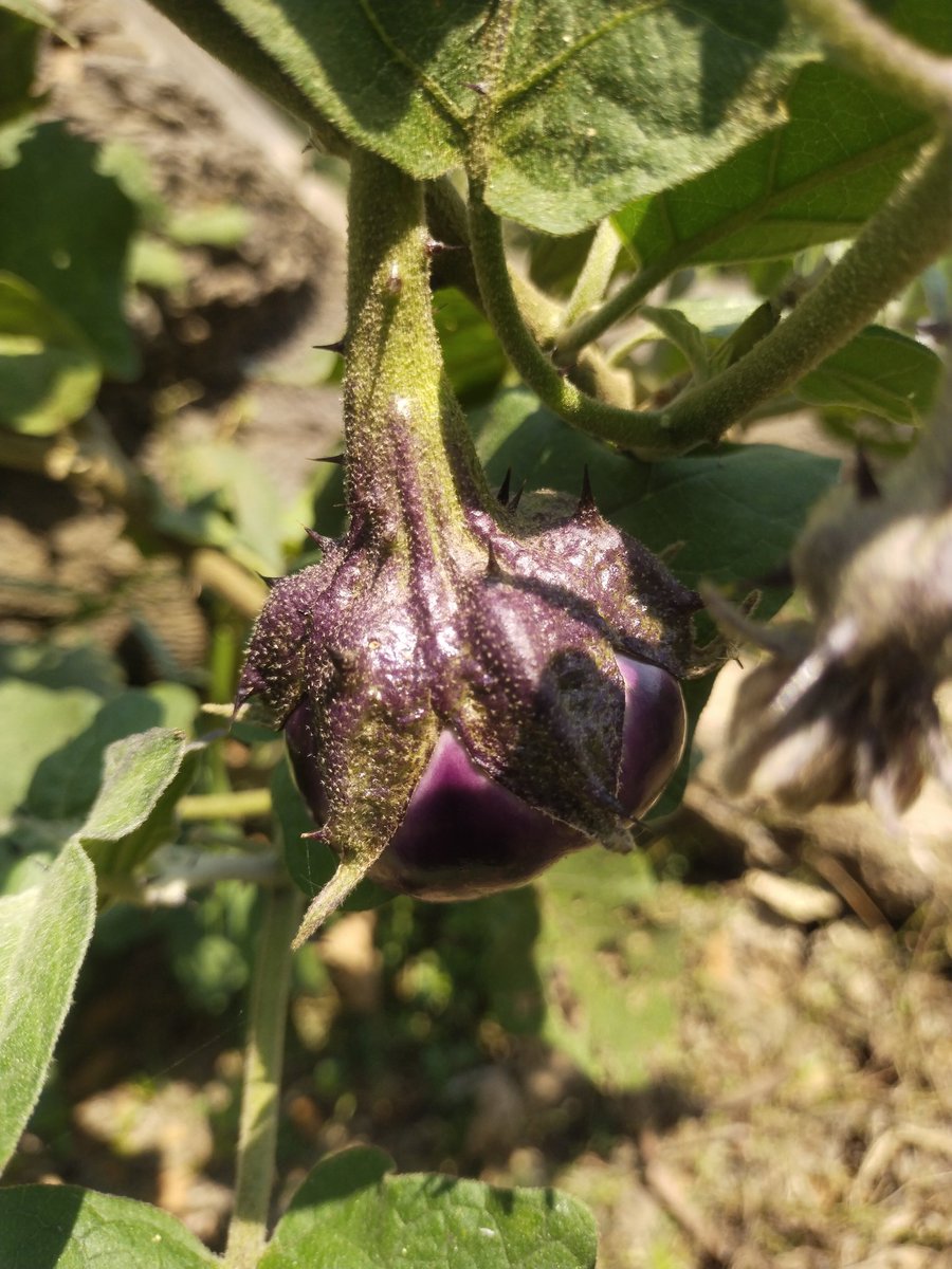Nayagarh Kanteimundi #brinjal is a variety of  Odisha State,India. The main feature is the presence of small prickly thorns on its stem, calyx &amp;fruit (Pic).
(Kante = Thorn , mundi=head).Got #GItag
Excellent taste&amp; resistance to disease &amp; Pest
 <a href="/ICAR_IIHR/">ICAR-IIHR</a>
<a href="/krushibibhag/">କୃଷି ବିଭାଗ, ଓଡ଼ିଶା</a>
<a href="/alabamaED/">Ed Sikora</a>