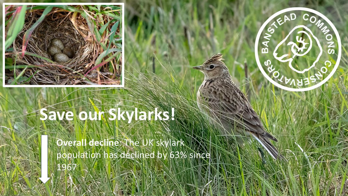 March is the beginning of bird nesting season.

Please ensure #pawsonpaths and keep dogs under close control or on a short lead when walking through our grassland and lowland heath habitats. 

Thank you for your cooperation at this special time of year.